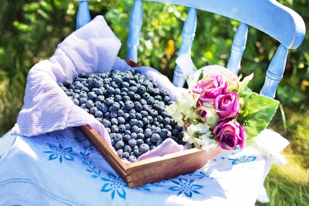 blueberries, basket, fresh, berries, fresh blueberries, fresh berries, fruits, harvest, produce, organic, fresh produce, fruit basket, healthy, sweet, ripe, delicious, juicy, nutrition, vitamin, nature, freshness, blueberries, blueberries, blueberries, blueberries, blueberries, fruit basket